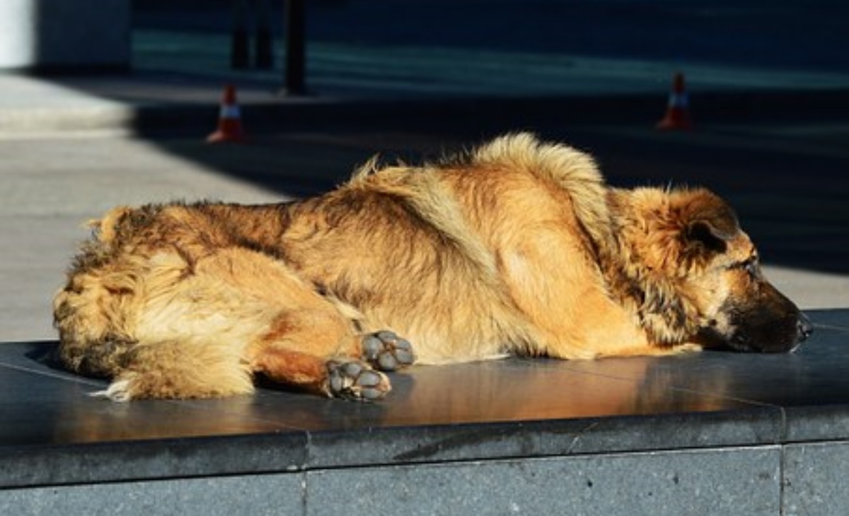 Il gesto per un cagnolino randagio