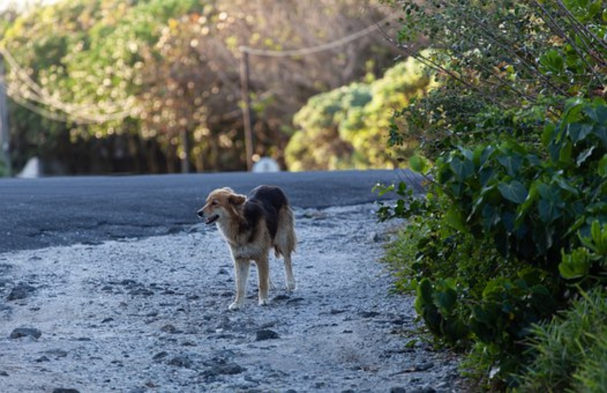 Il gesto per un cagnolino randagio