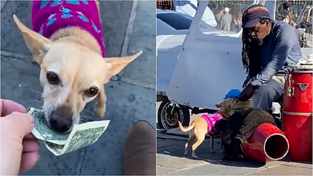 Cane aiuta l'artista di strada