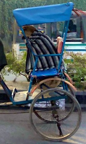 Cucciolo a bordo di un pedicab