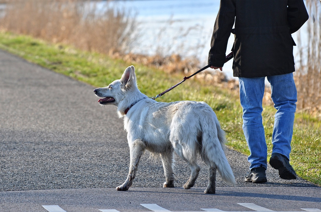 Cane con cancro