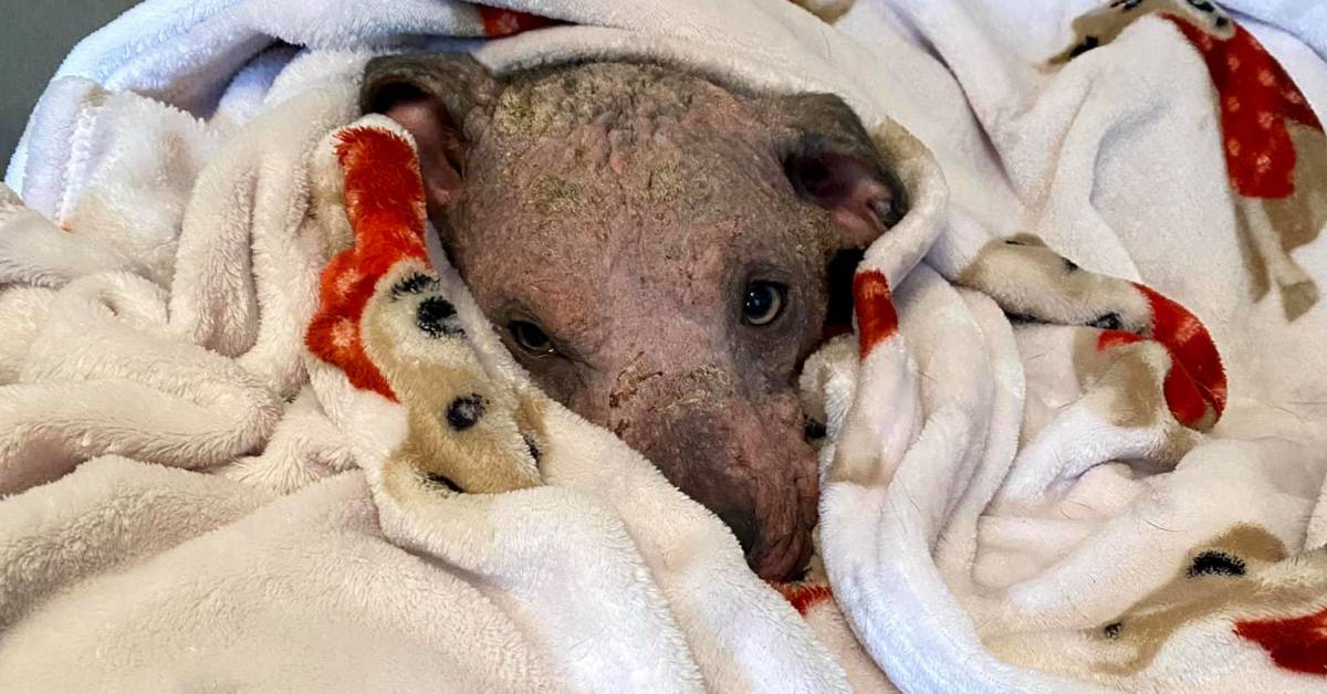 Cane con la pelle lacerata e la sua incredibile trasformazione