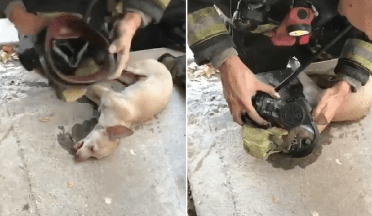 Cane con maschera per l'ossigeno