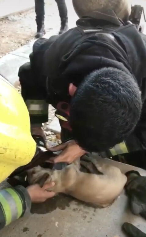 Pompiere aiuta il cucciolo