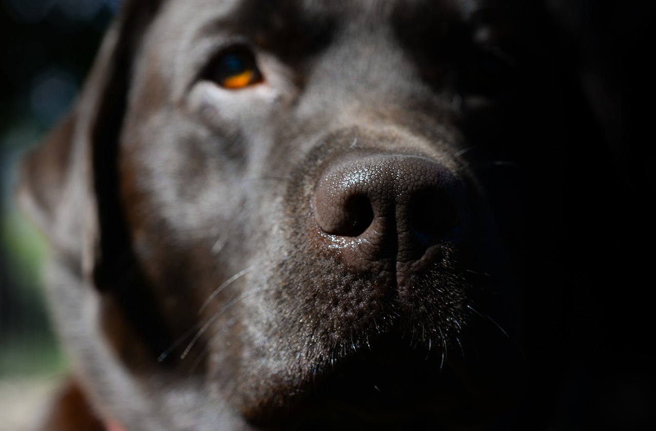 Cane consola bimba di 6 anni