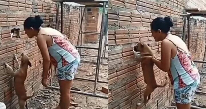 Il cucciolo le correva intorno e la donna non ci ha pensato due volte: il suo gesto è stato ripreso con il cellulare
