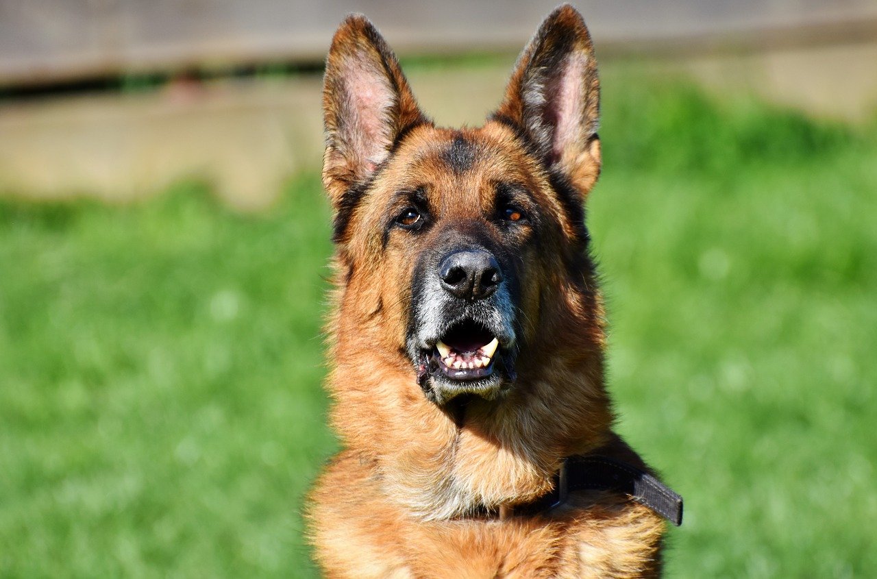 Cane ex poliziotto in pensione