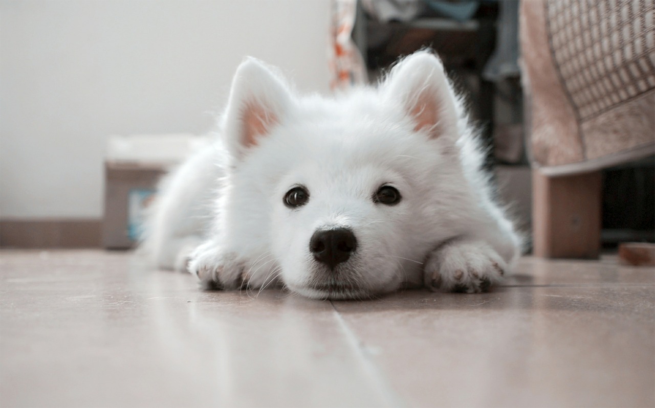 Come togliere l’odore di pipì di cane e gatto dai tessuti