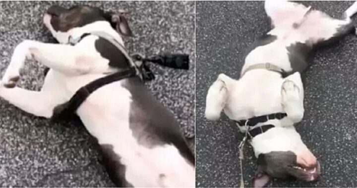 Cane finge di essere morto