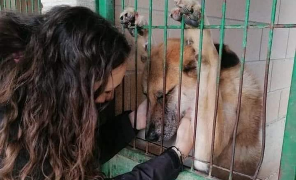 La foto virale di un cane nel canile