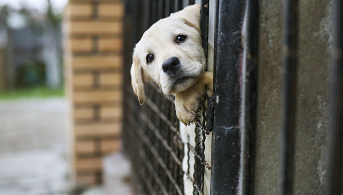 La foto virale di un cane nel canile