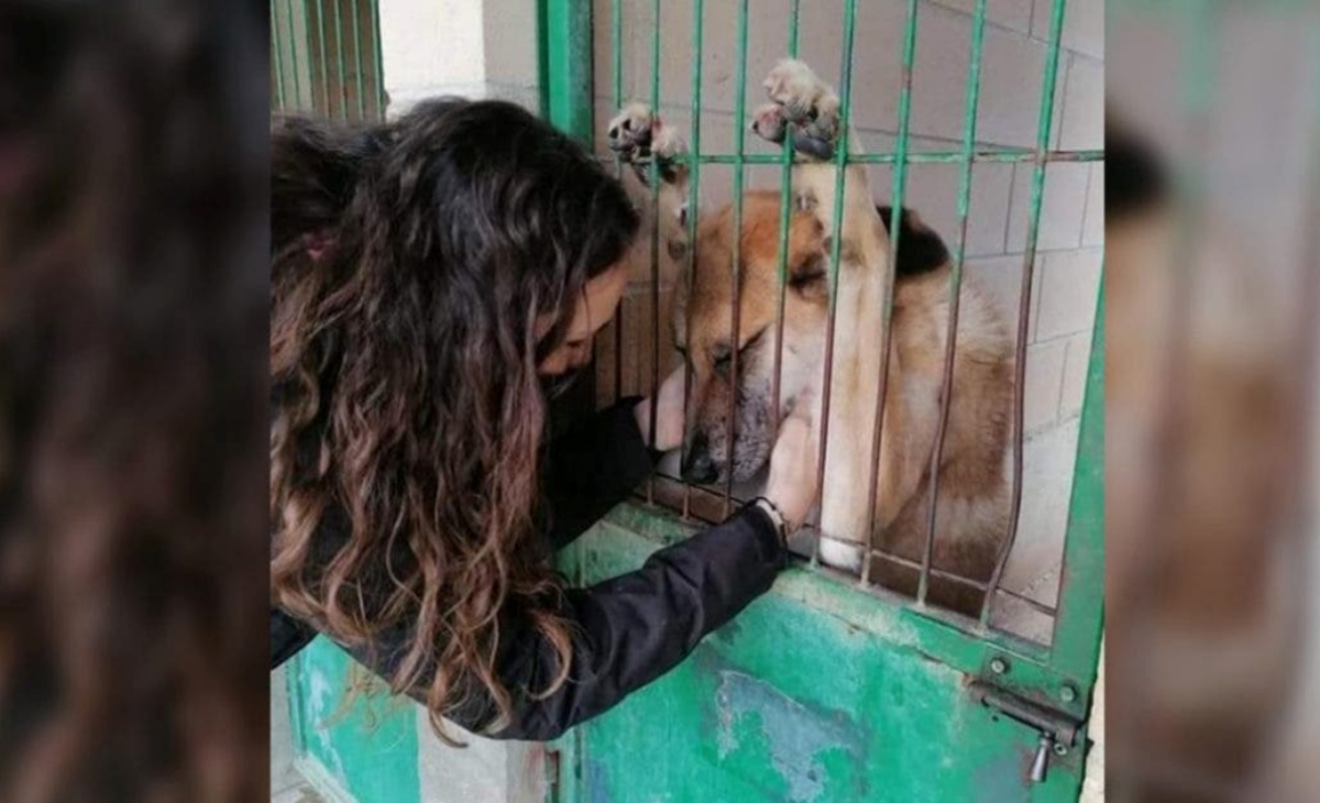 La foto virale di un cane nel canile