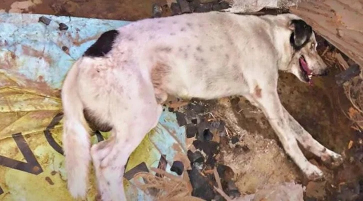 Il salvataggio del cane investito