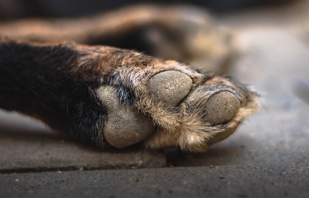 Rabbi a Napoli: cane lanciato dal balcone