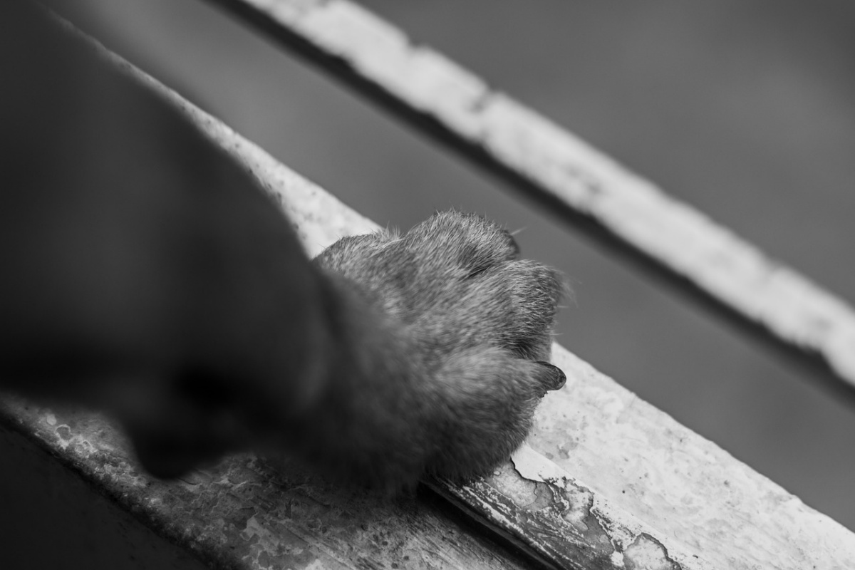 Rabbi a Napoli: cane lanciato dal balcone 