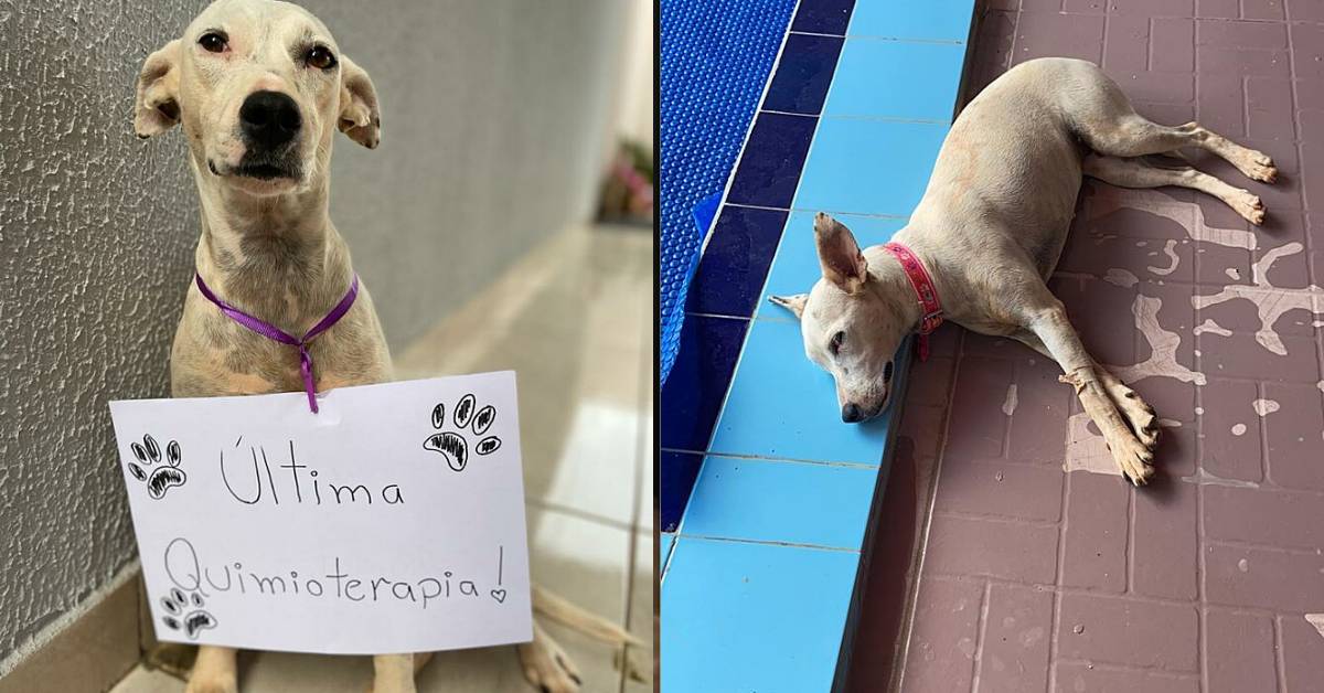 Cane malato festeggia l’ultima seduta di chemioterapia