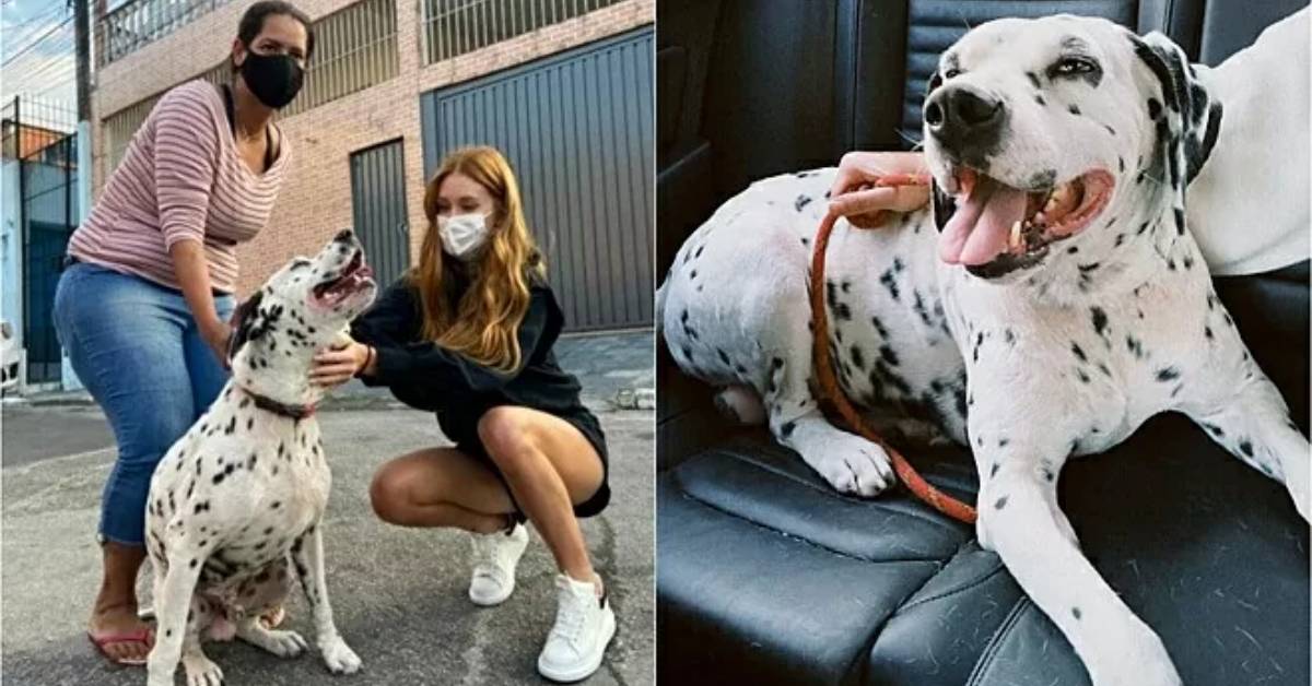 Lo voleva adottare e le hanno detto che si trattava di un cane non udente: la decisione dell’attrice