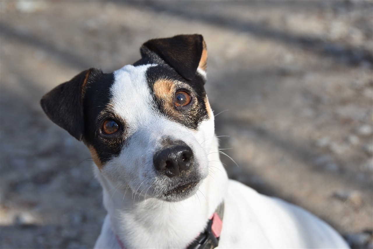 Cane randagio fa autostop