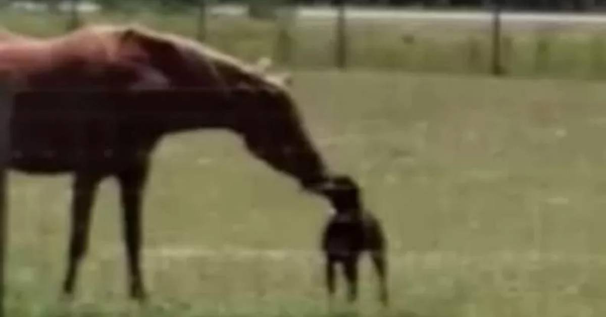 Cane ruba una carota per il cavallo ogni giorno, per fare merenda insieme, il video