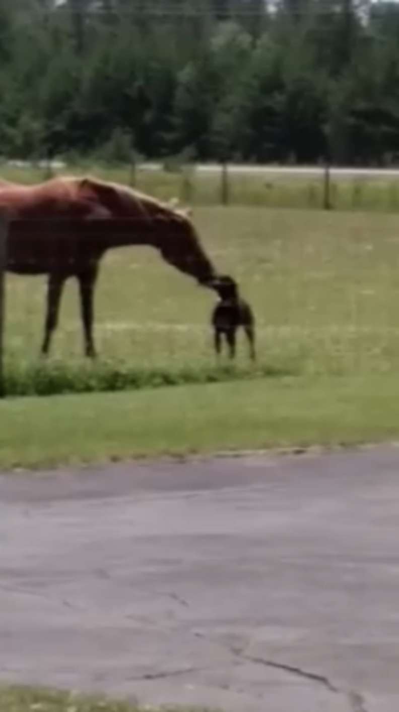 Il cucciolo e l'animale da fattoria