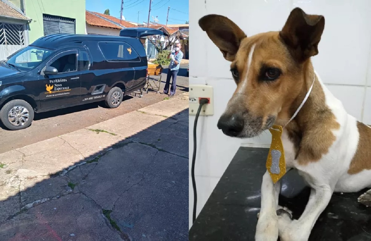 Il cane è rimasto chiuso in casa per tre giorni, accanto al corpo del proprietario morto, senza cibo e acqua