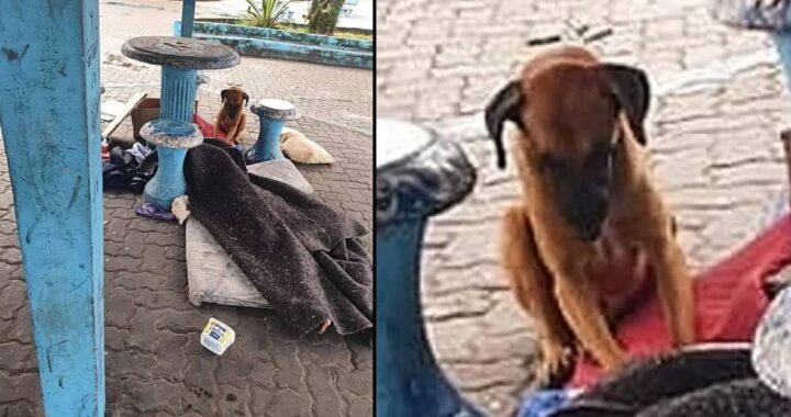 cucciolo triste