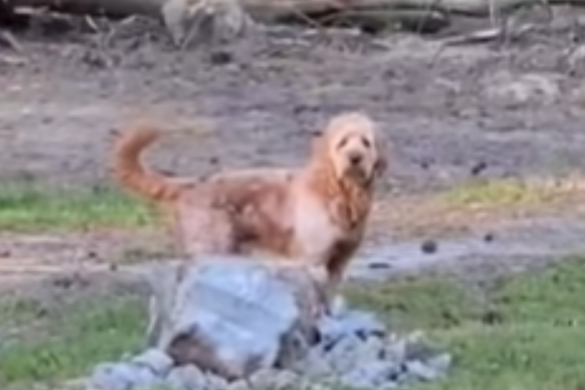Il video del cane che chiede il permesso per andare dai nonni