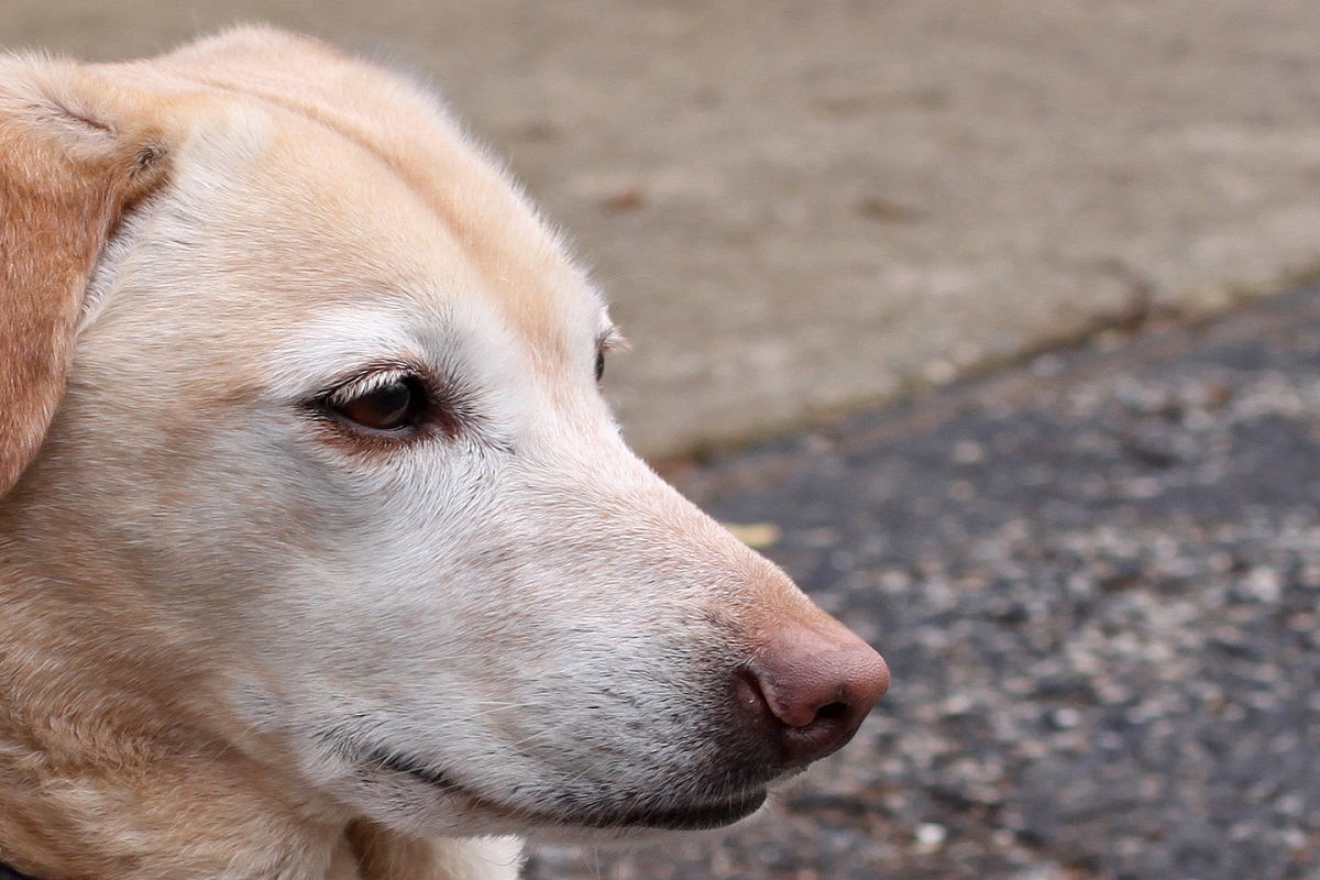 Cane viveva sul tetto