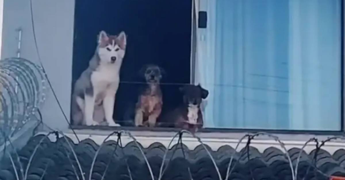 I suoi cani si affacciavano tutti i giorni alla finestra che dava sul tetto con il rischio di precipitare nel vuoto