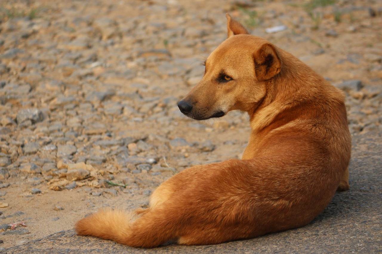 Cani davanti all'ospedale