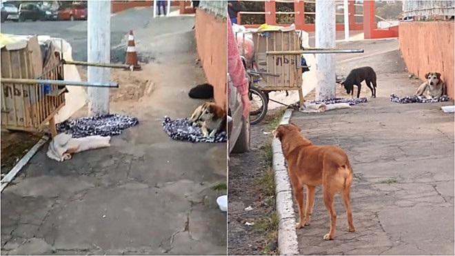 Cuccioli in attesa del proprietario