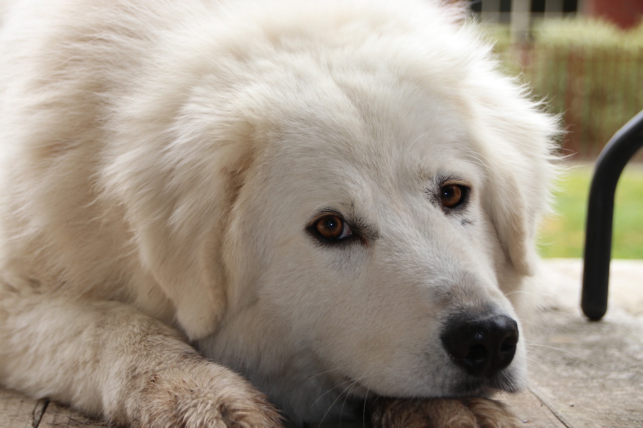 Cani in ospedale