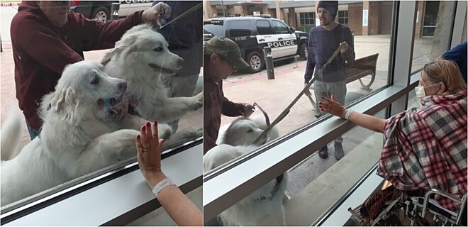 Cuccioli alla finestra in ospedale