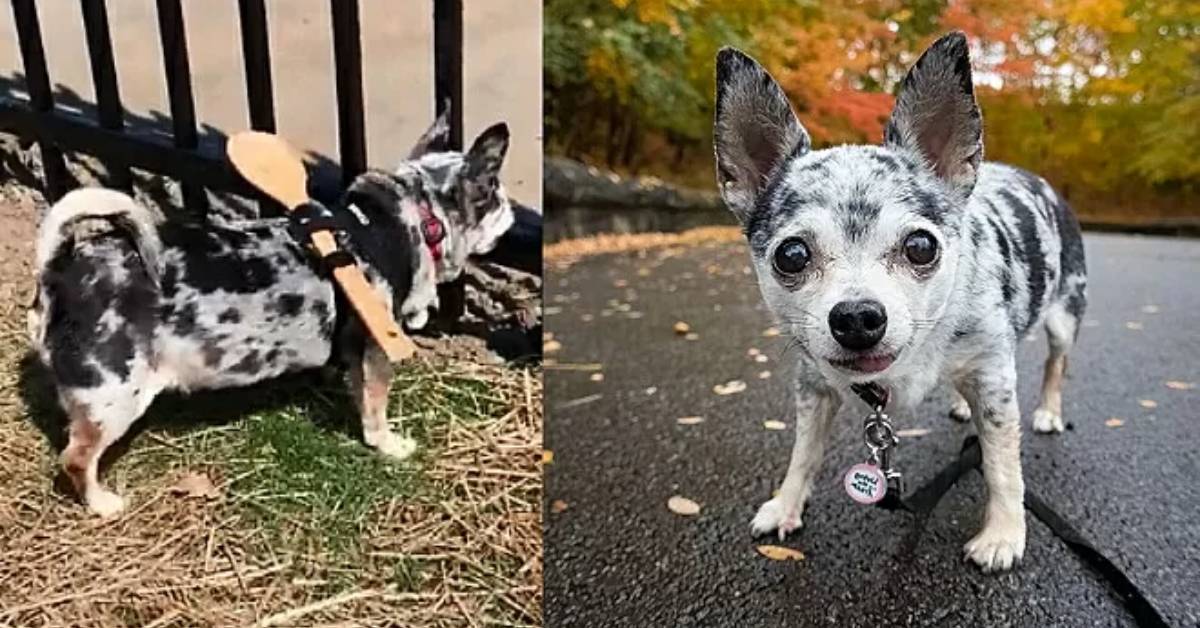 Chihuahua con il cucchiaio di legno legato al guinzaglio: i proprietari spiegano perché l’hanno messo