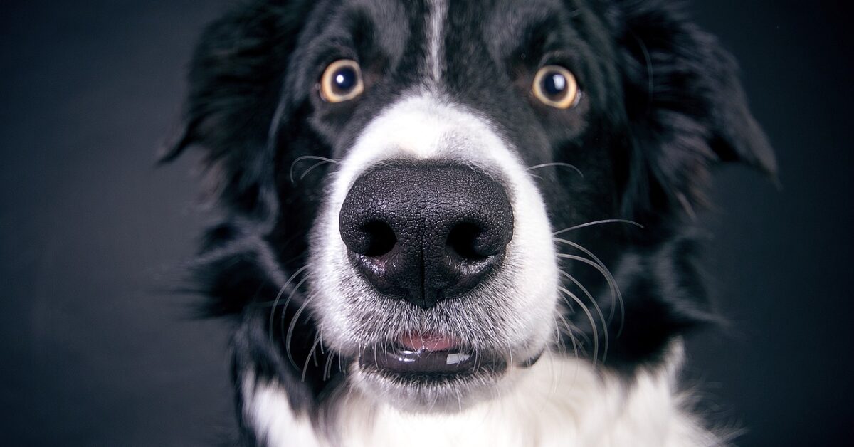Collare per non far abbaiare i cani, test finito male Bigodino