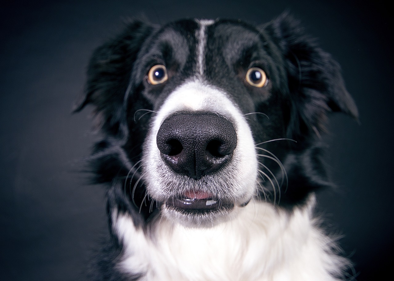 Compra un collare alla citronella per non far abbaiare il cane ma la storia finisce male per la proprietaria