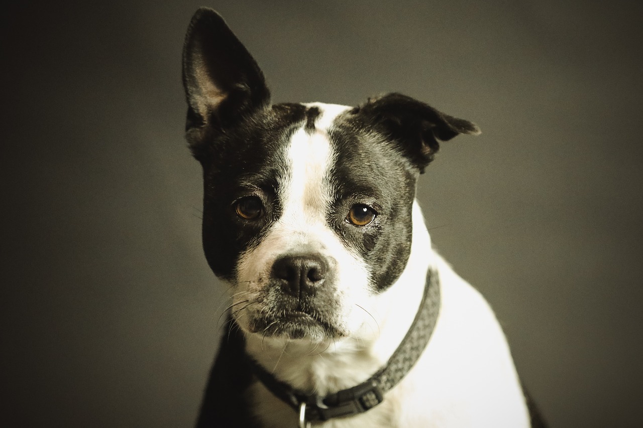 Collare per non far abbaiare i cani, test finito male Bigodino