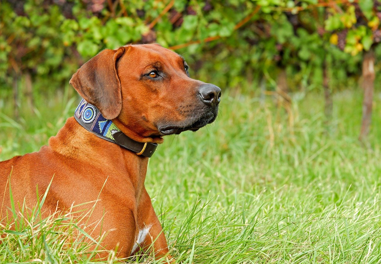 Collare per non far abbaiare i cani, test finito male Bigodino