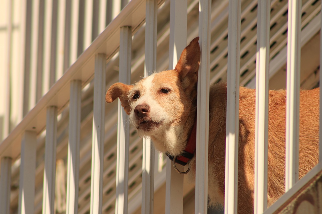 balcone per i cani