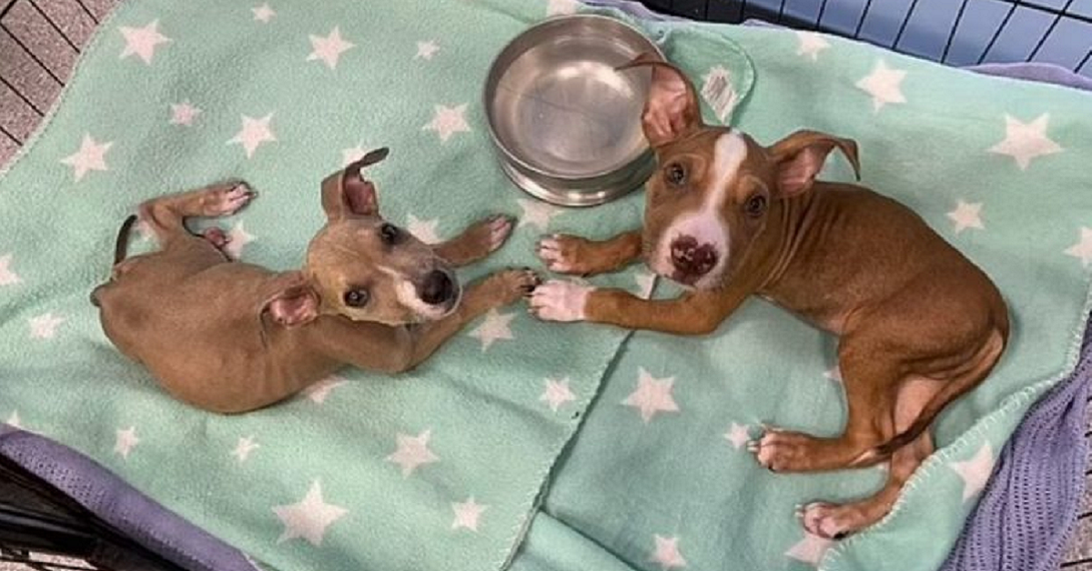 Cuccioli alimentati con dieta vegana: le loro condizioni di salute sono gravi
