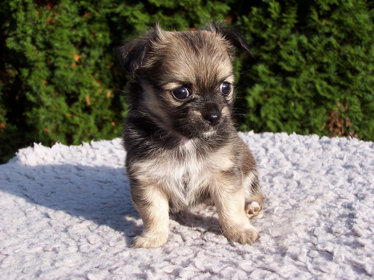 Cuccioli appena nati abbandonati