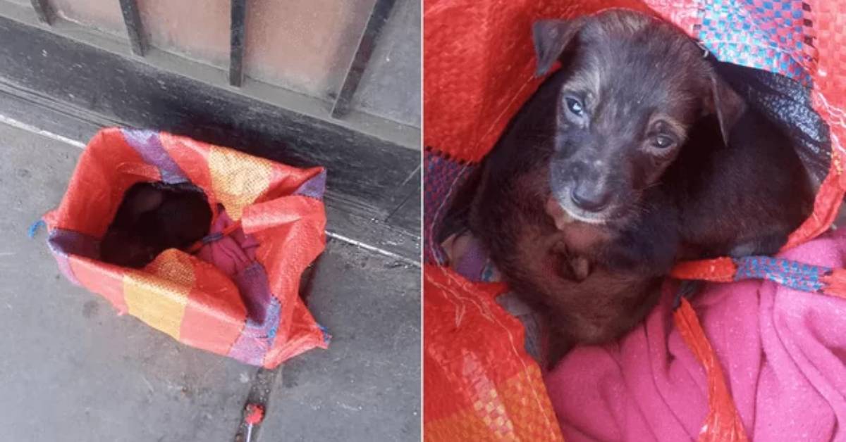 Cuccioli appena nati abbandonati in una borsa del supermercato