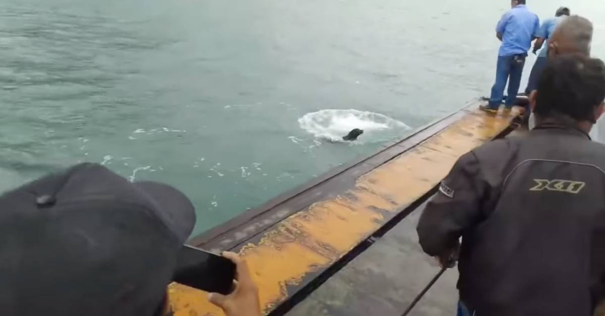 Cucciolo cade in mare e rischia di morire annegato