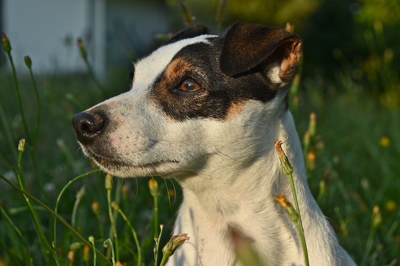 Cucciolo batte le zampe