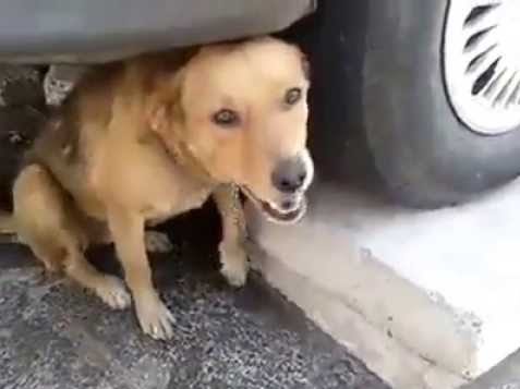 Cane raggiunto da un colpo di pistola