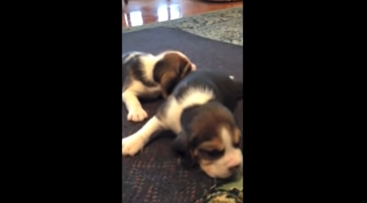 Il video del cucciolo di Beagle