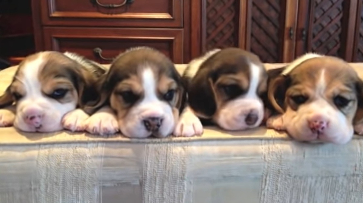 Il video del cucciolo di Beagle