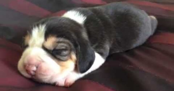 Il video del cucciolo di Beagle