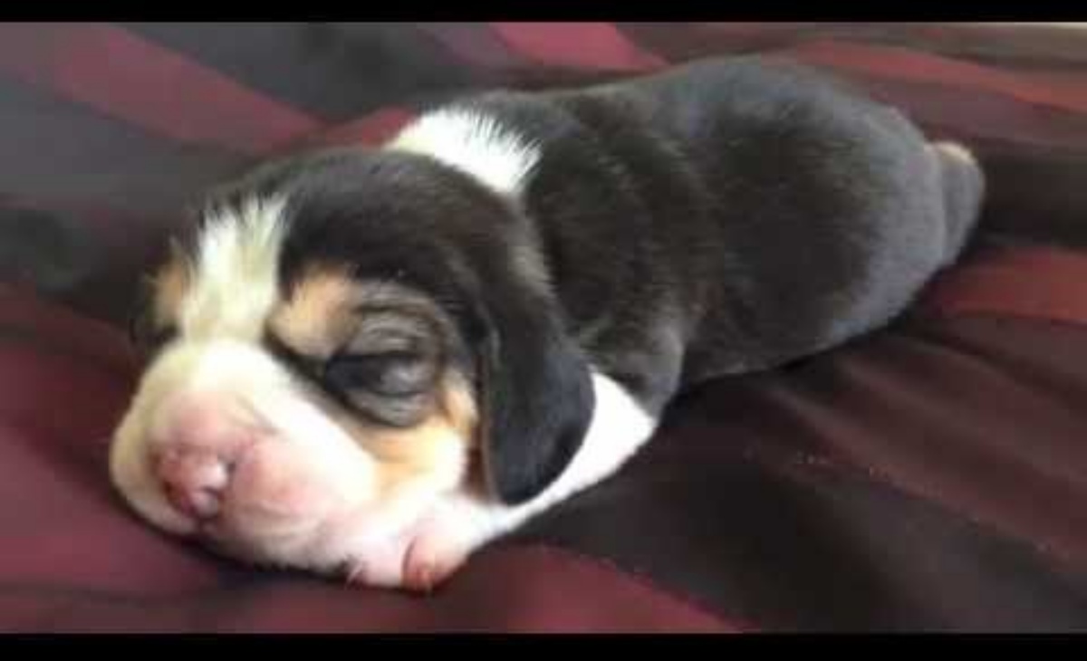 Newborn Beagle Puppy Barks In His Sleep The Whole World Melts Ruetir