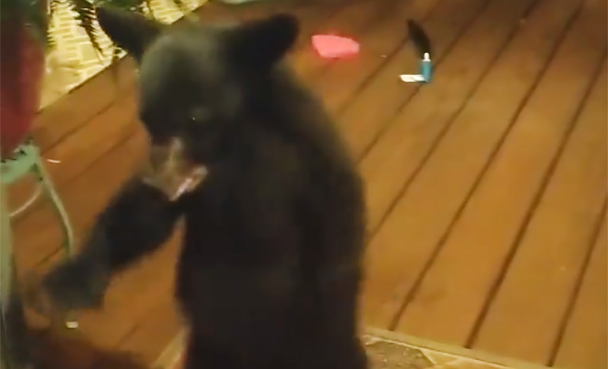 Il video del cucciolo di orso
